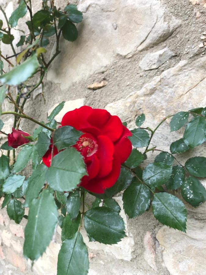 Agriturismo Oria Bianca Villa San Quirico d'Orcia Bagian luar foto